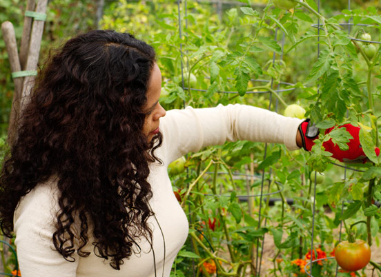 Grow Tomatoes in Small Spaces